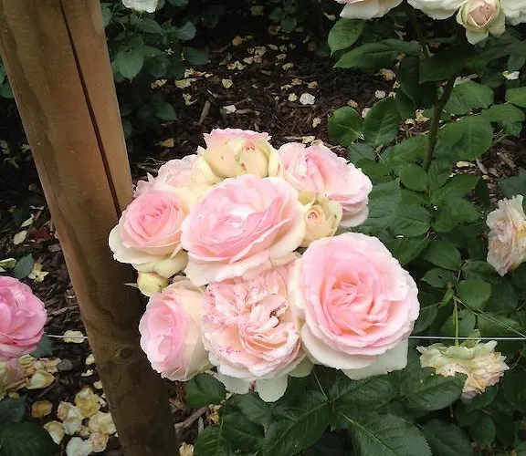 ベッド・アンド・ブレックファスト Het Tijdloze Uur 3*