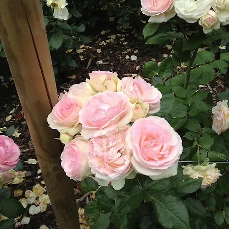 住宿加早餐酒店 赫特蒂多罗兹乌尔住宿加早餐旅馆 3*